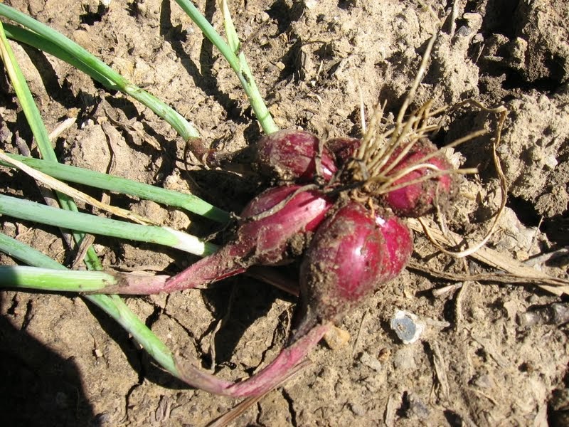 Mike's Bean Patch: Pulling up the onions