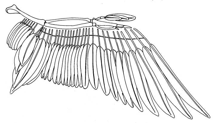 Rigging Asylum: Bird Anatomy - Skeletal