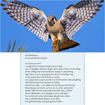 The windhover reading image