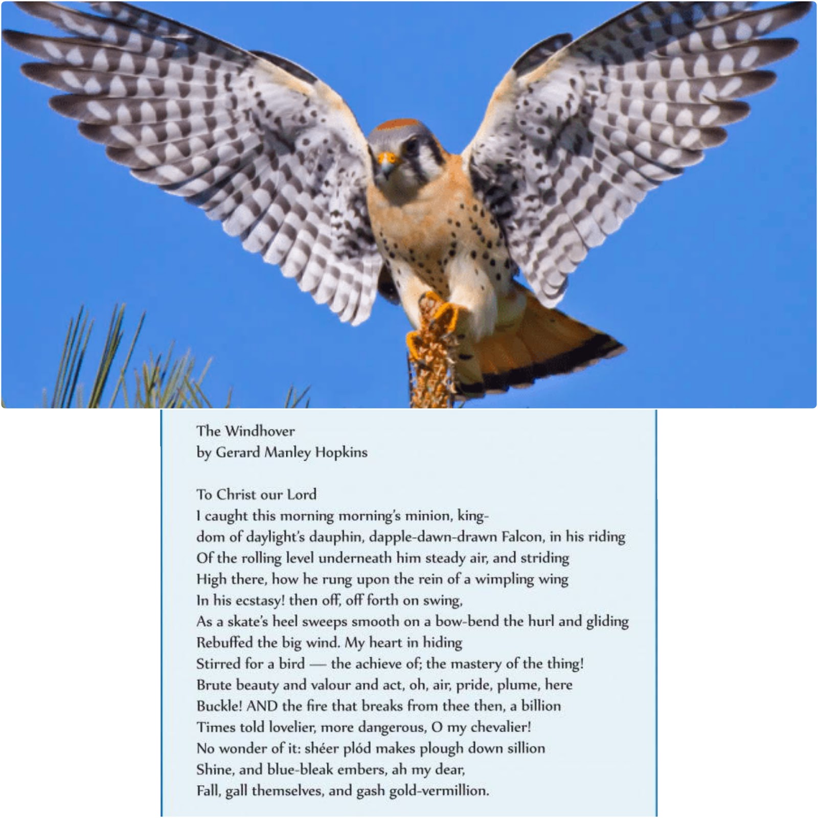 Windhover essay questions image