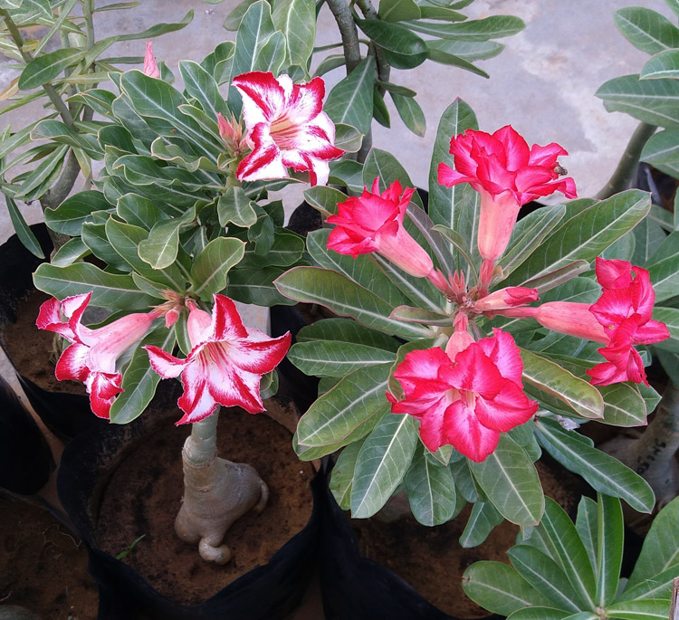 My Bonsai Adenium Plants Color Bonsai Adenium Plant