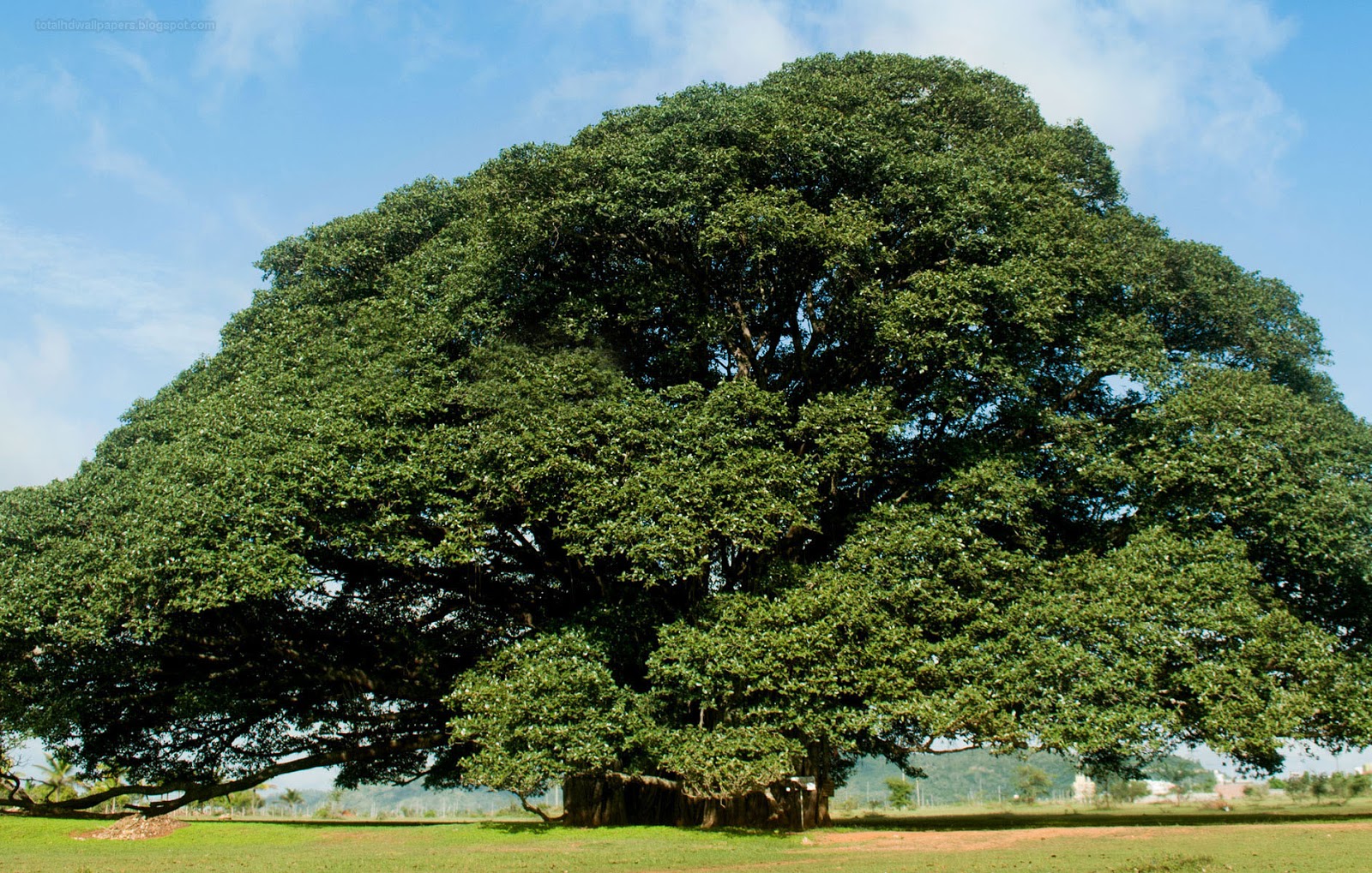 Arbol De Mostaza