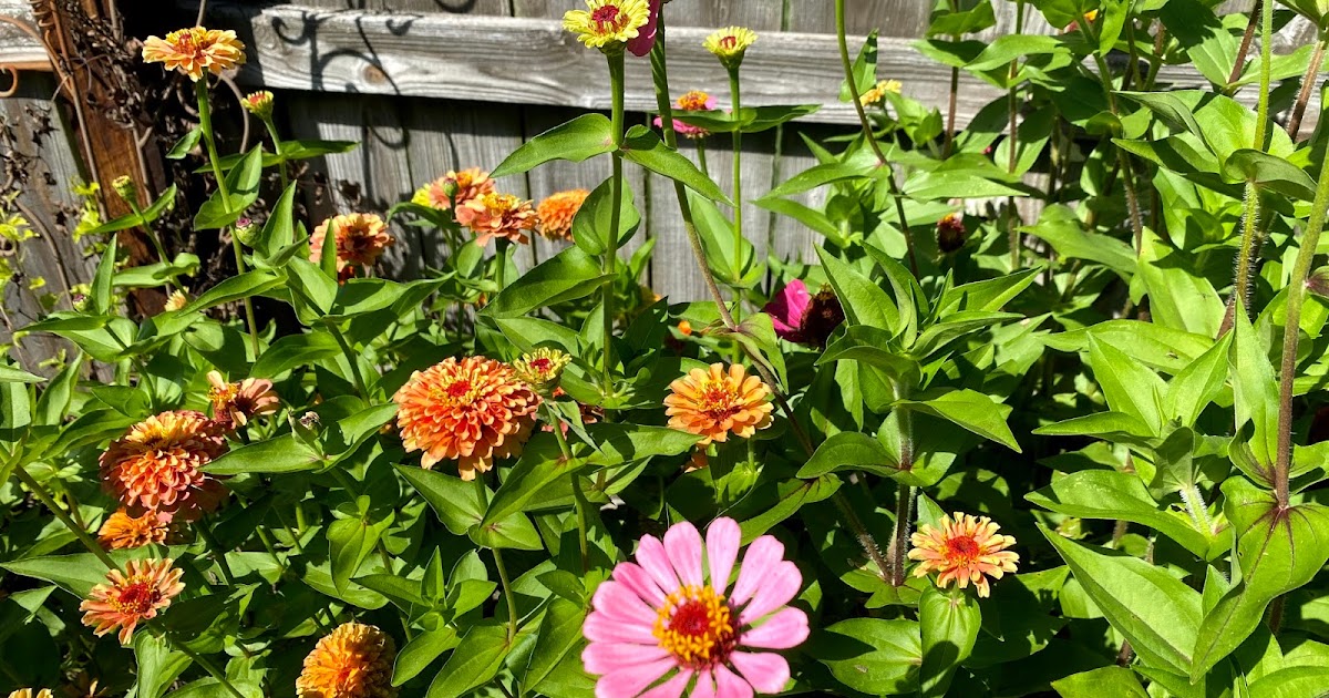 The Best Zinnias I've Ever Grown