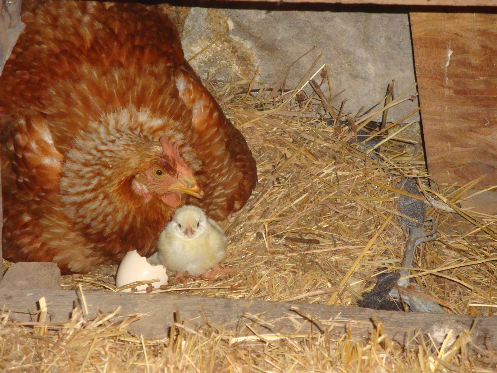 Porque Se Mueren Las Gallinas De Repente