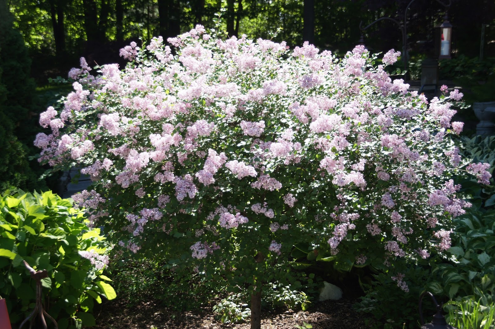 Weigela Wine And Roses The Instapaper