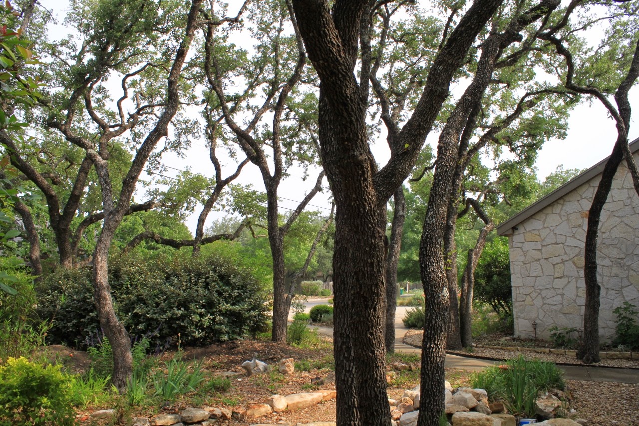 RockOakDeer Plant ABCs Q is for Quercus fusiformis
