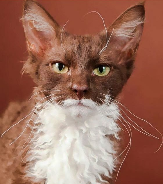 Picture of a cat with an unsettling human face