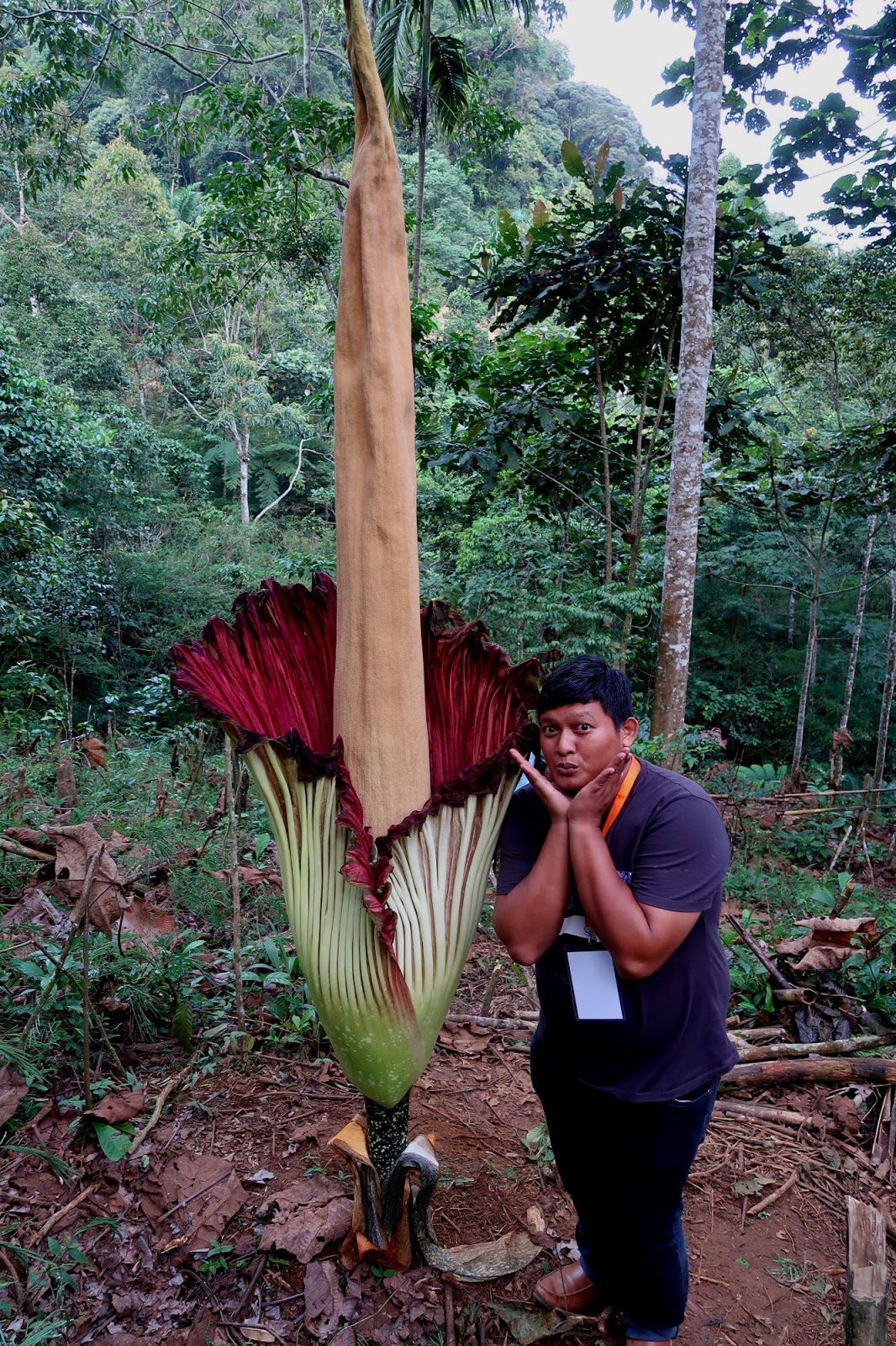 Bunga Bangkai Dan Rafflesia Arnoldi Sebuah Perjumpaan Pertama Di Bengkulu Indonesian Travel Blogger