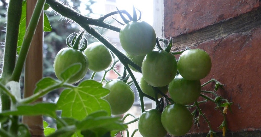 Koolsoo Cloche De Jardin, Couvertures De Plantes Congelées Pour Extérieur, Tomates, Herbes