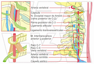 Anatomia de la columna cervical