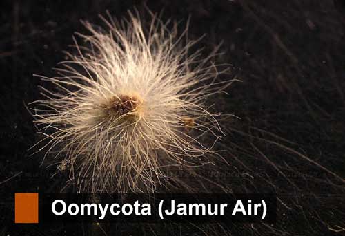 Mengapa protista mirip jamur yaitu jamur air dan jamur lendir tidak