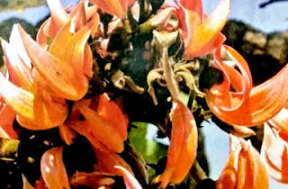 tesu ke phool ka upyog