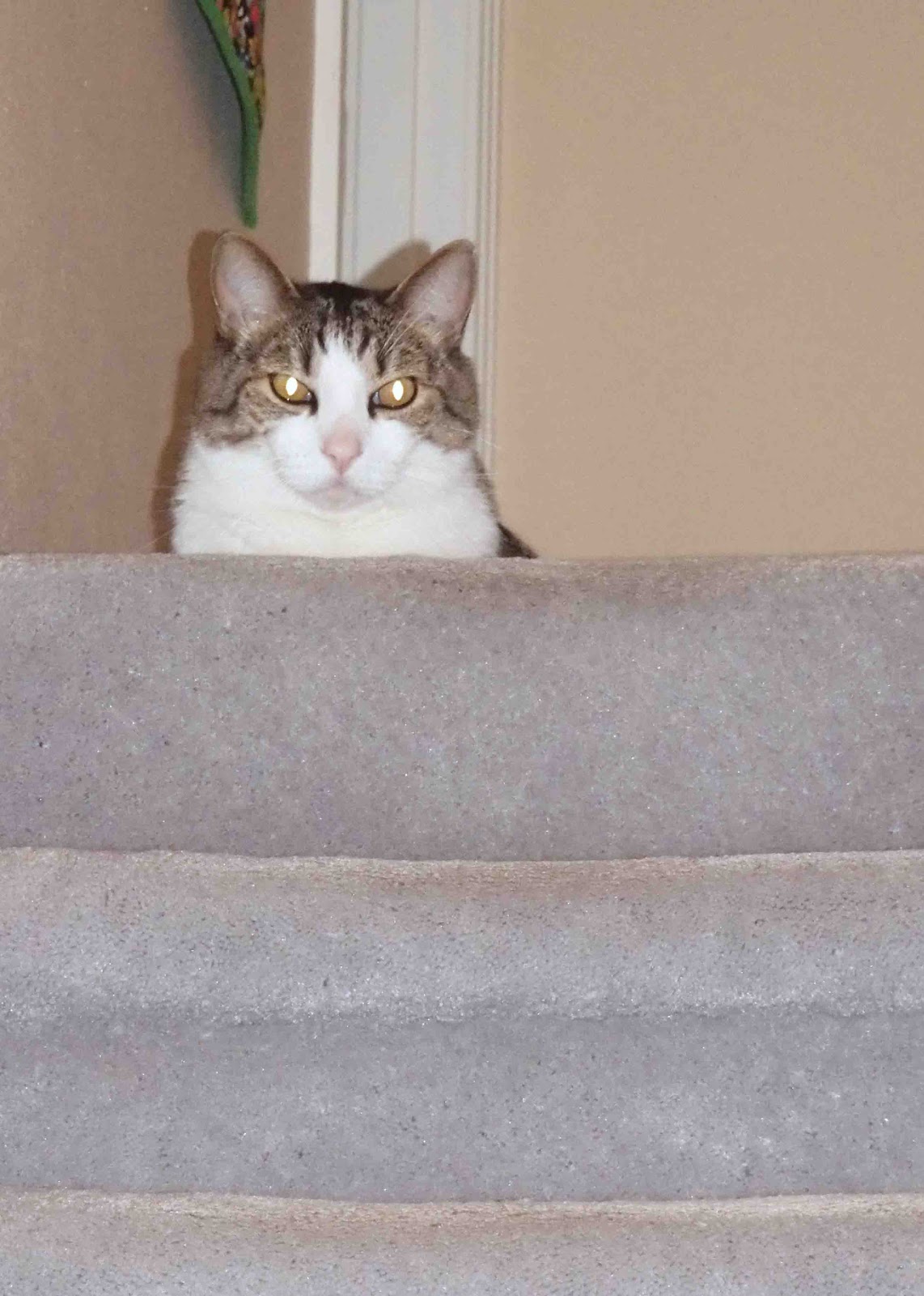 Cat Patches Nothing But Sewing