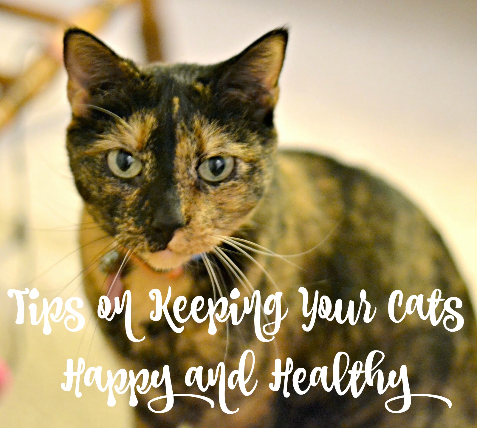 Tips on Keeping Your Cats Happy and Healthy Building Our Story