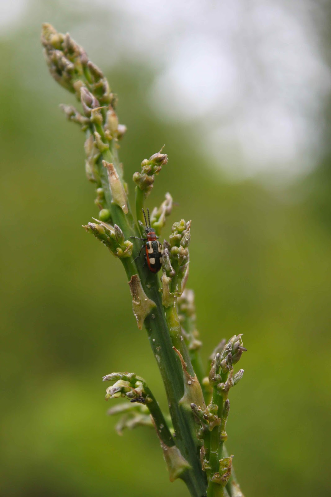 Attack of the Asparagus Beetle!! Design Kebun