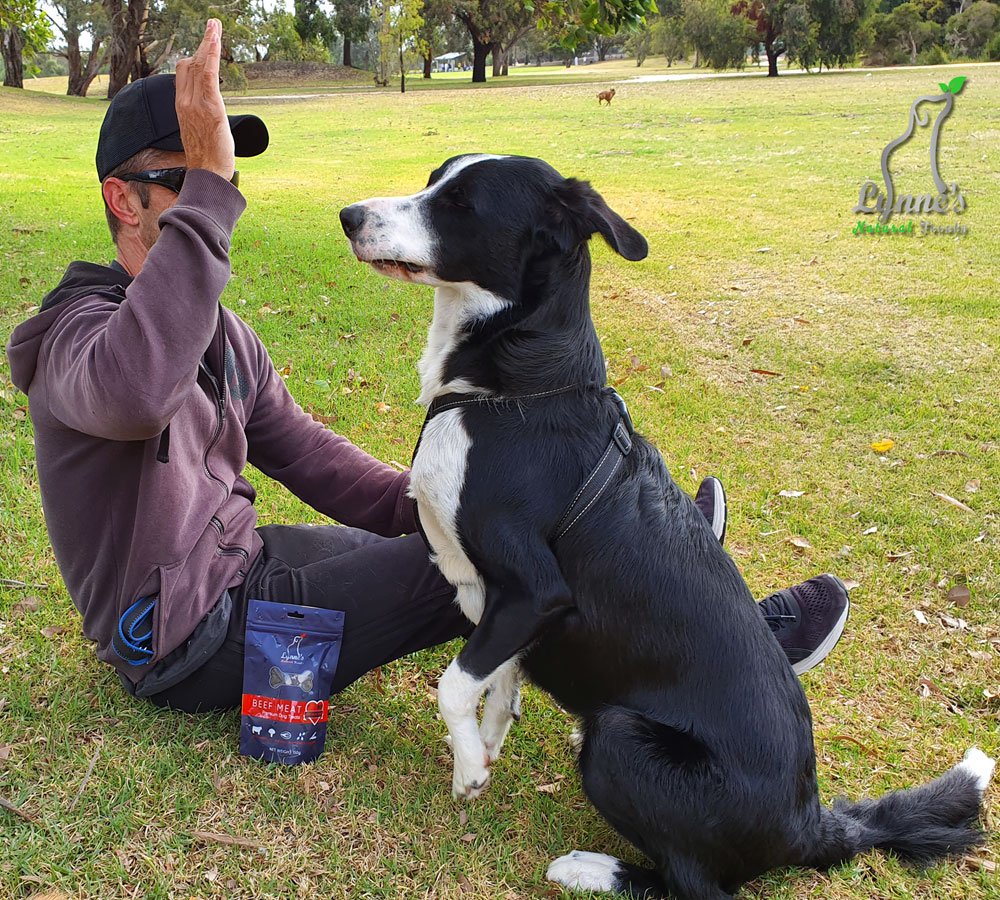 Healthy Snacks for Your Dog