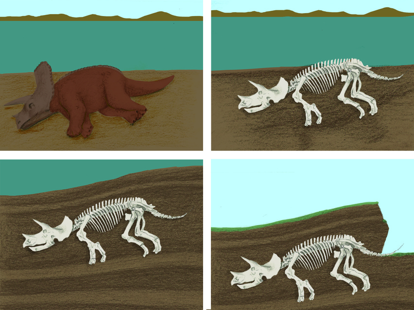 Pequeños Alquimistas: ¿Qué es un paleontólogo y qué es un fósil?