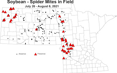 Map of presence/absence of spider mites inside scouted fields