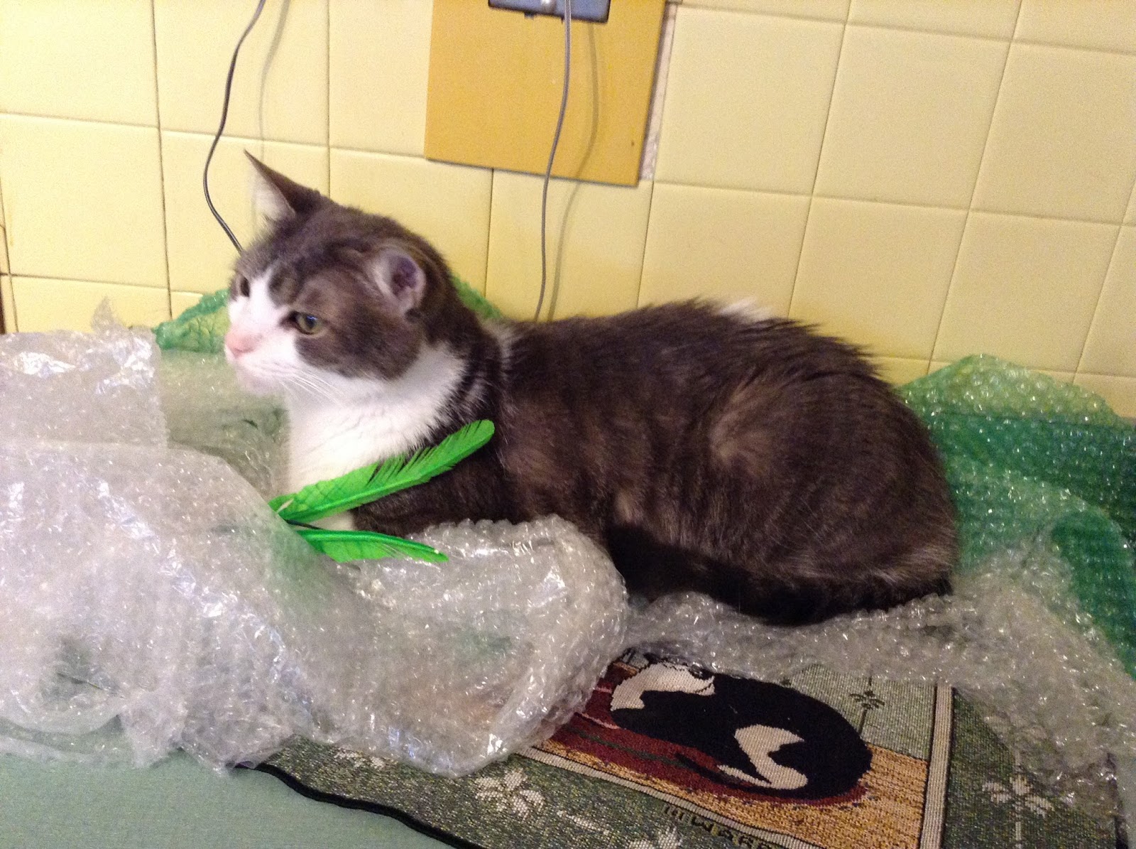 It's all about the cats! Bubble wrap makes a good bed