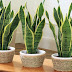 These 4 Plants For Your Bedroom Will Cure Insomnia and Sleep Apnea