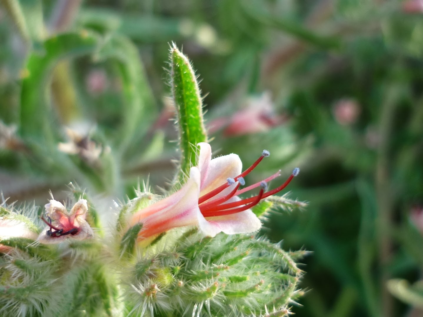 Echium   asperimum