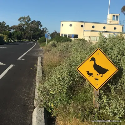 duck crossing sign at Baylands Nature Preserve and Palo Alto Duck Pond in Palo Alto, California