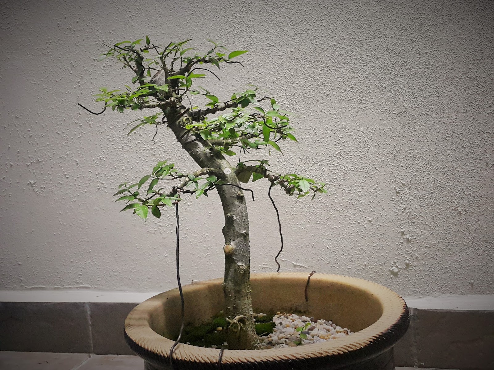 blog of amir rofie Bonsai  Kemaskini Bonsai  Santalia2 