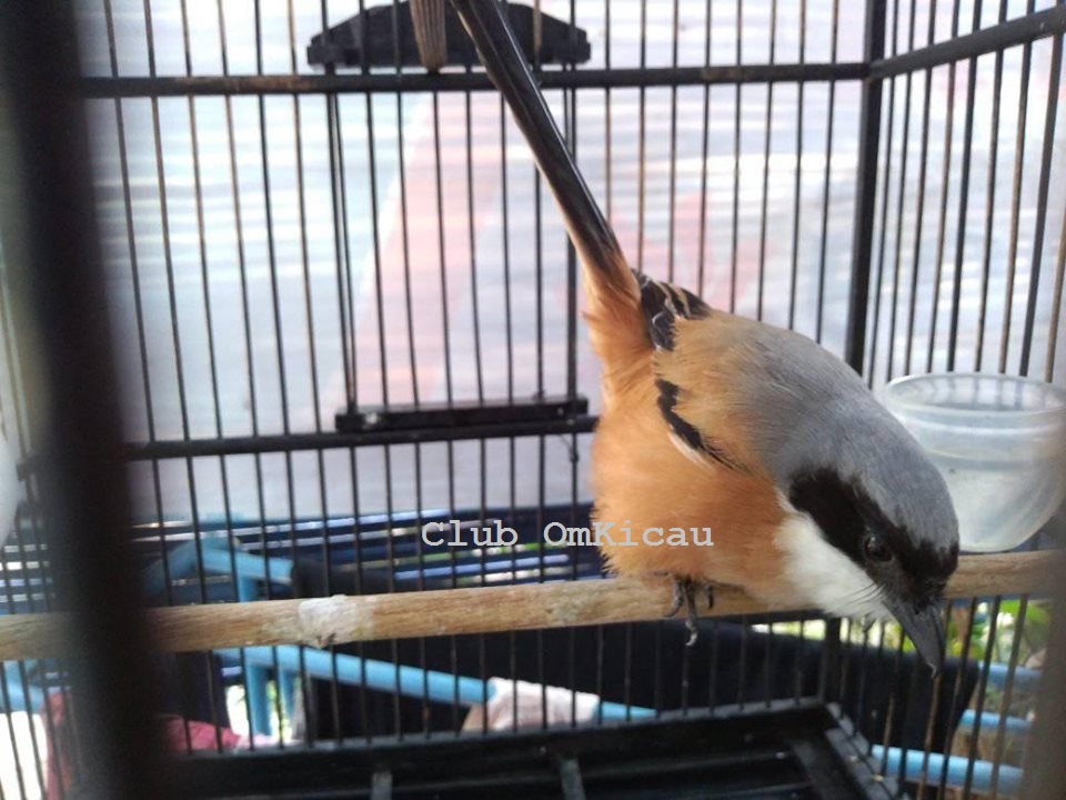 Club Omkicau Cara Mengatasi Cendet Mbalon Atau Membagong Dengan Penangannanya Yang Cepat