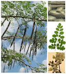 Moringa Oleifera tree and drumsticks