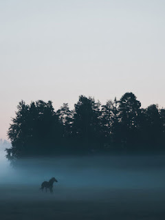 خلفية ايباد حصان في ضباب الخريف ، خلفيات حيوانات 4K