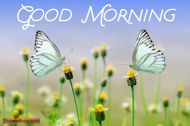 Good Morning Status Good Morning Status