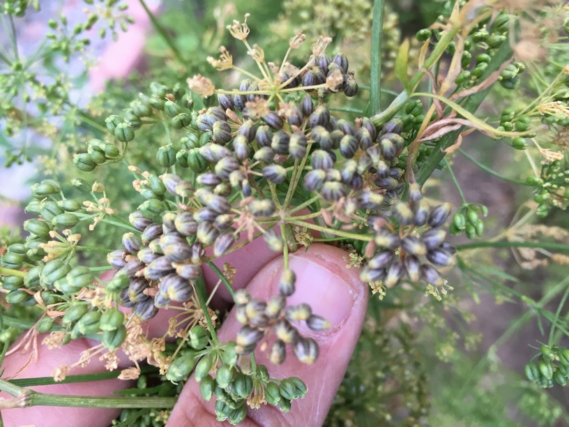 Harvesting Parsley seeds