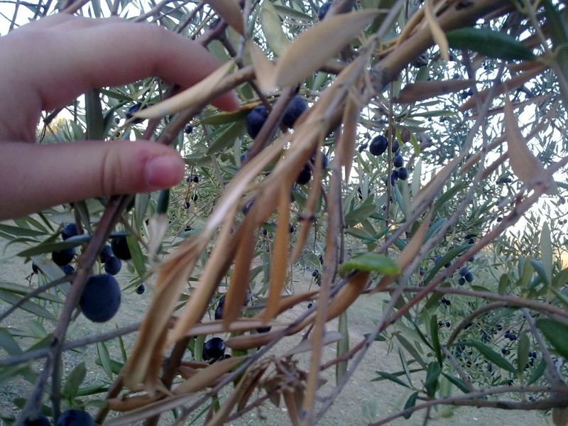 AGRICENTRO SANTA BARBARA LA SECA DEL OLIVO ( VERTICILOSIS )
