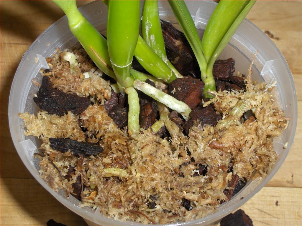 Orchids How To How to repot a Cattleya orchid in bark and sphagnummoss