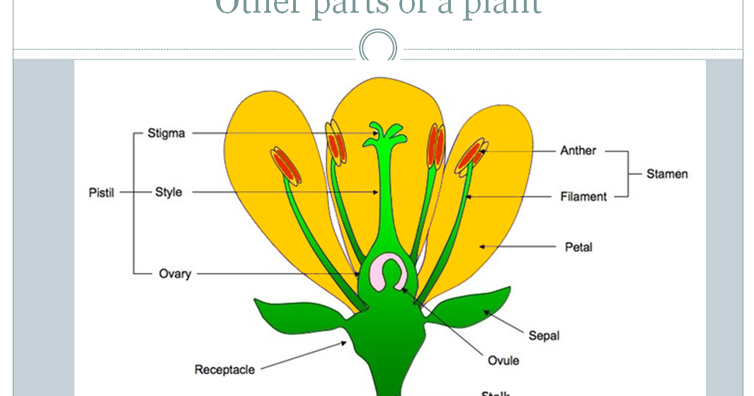 2 Other Parts Of A Plant 4th Grade