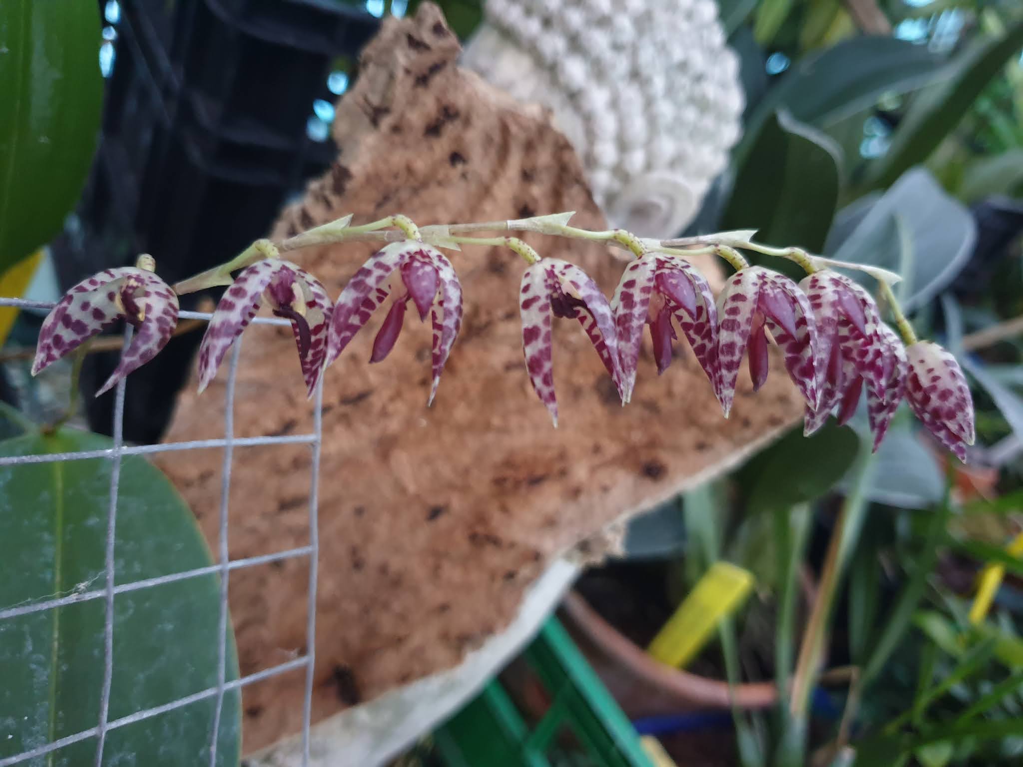 Orquídeas Blog de Angel Mar: Pleurothallis restrepioides (Fácil de cuidar)