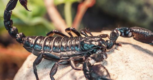 12 Arti Mimpi Mengenai Kalajengking Menurut Primbon Jawa Erek Erek 2D