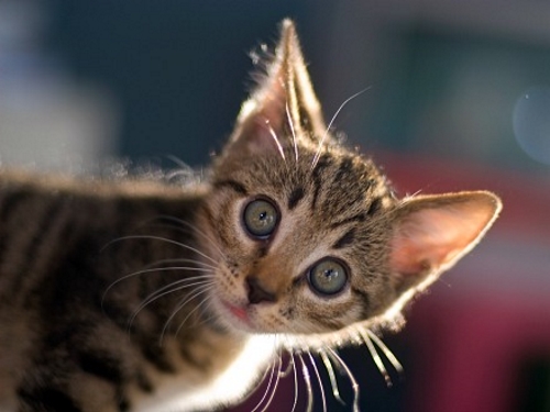 Un Nome è Per Sempre Gatto Magazine