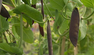 purple podded peas