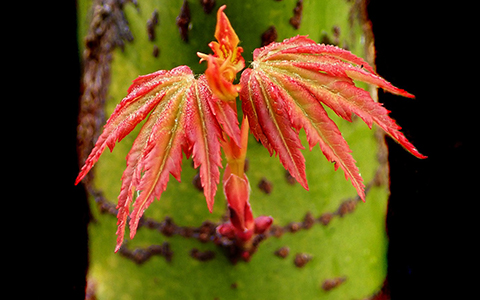 Stressed maple tree growing a watersprout on its trunk