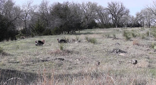 strutting rio turkeys