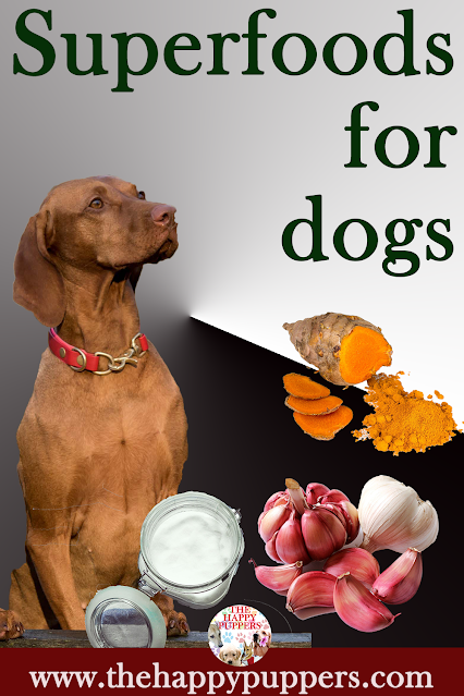 Superfoods for dogs
