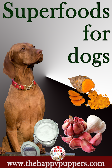 Superfoods for dogs Superfoods for dogs