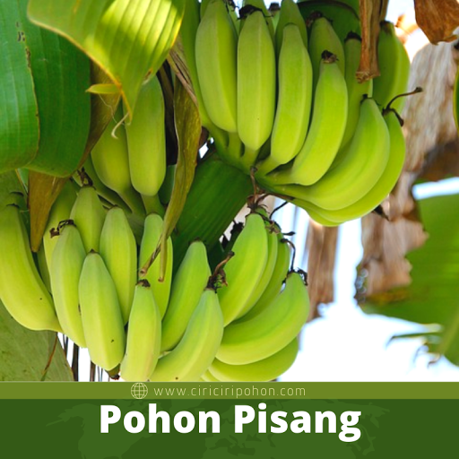 Pohon Pisang