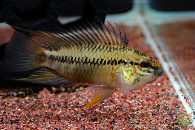 Apistogramma sp. pacman