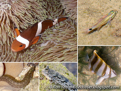 Perciformes Fishes (Order Perciformes)