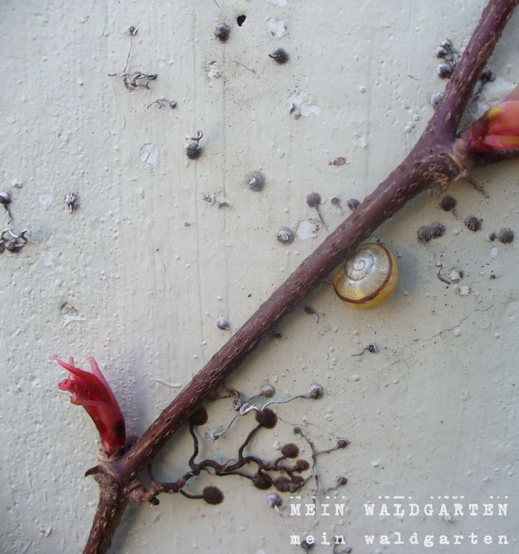 24+ elegant Bilder Waldameisen Im Garten / Waldameisen Im