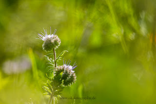 Naturfotografie Wildblumen Lippeaue