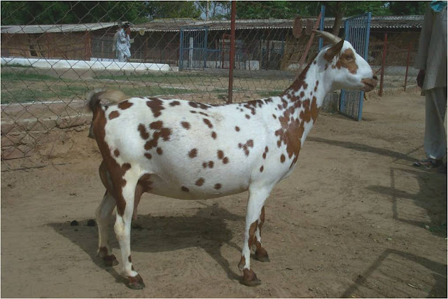 Most Popular Indigenous Breeds of Goats in India