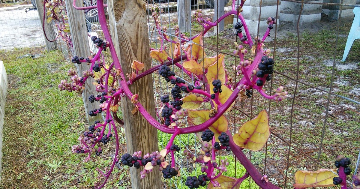 FLORIDA HOBBY FARM Malabar spinach
